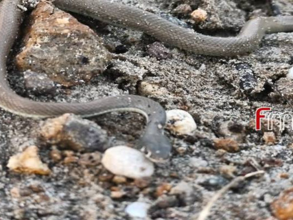 Ένα μικρό φίδι εντοπίστηκε στο Φαναράκι μετά την κακοκαιρία