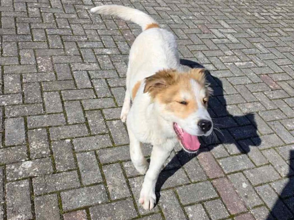 Ενδιαφέρεται κάποιος για αυτόν τον κούταβο; Ψάχνουμε άνθρωπο να θέλει να του χαρίσει πολλά χάδια