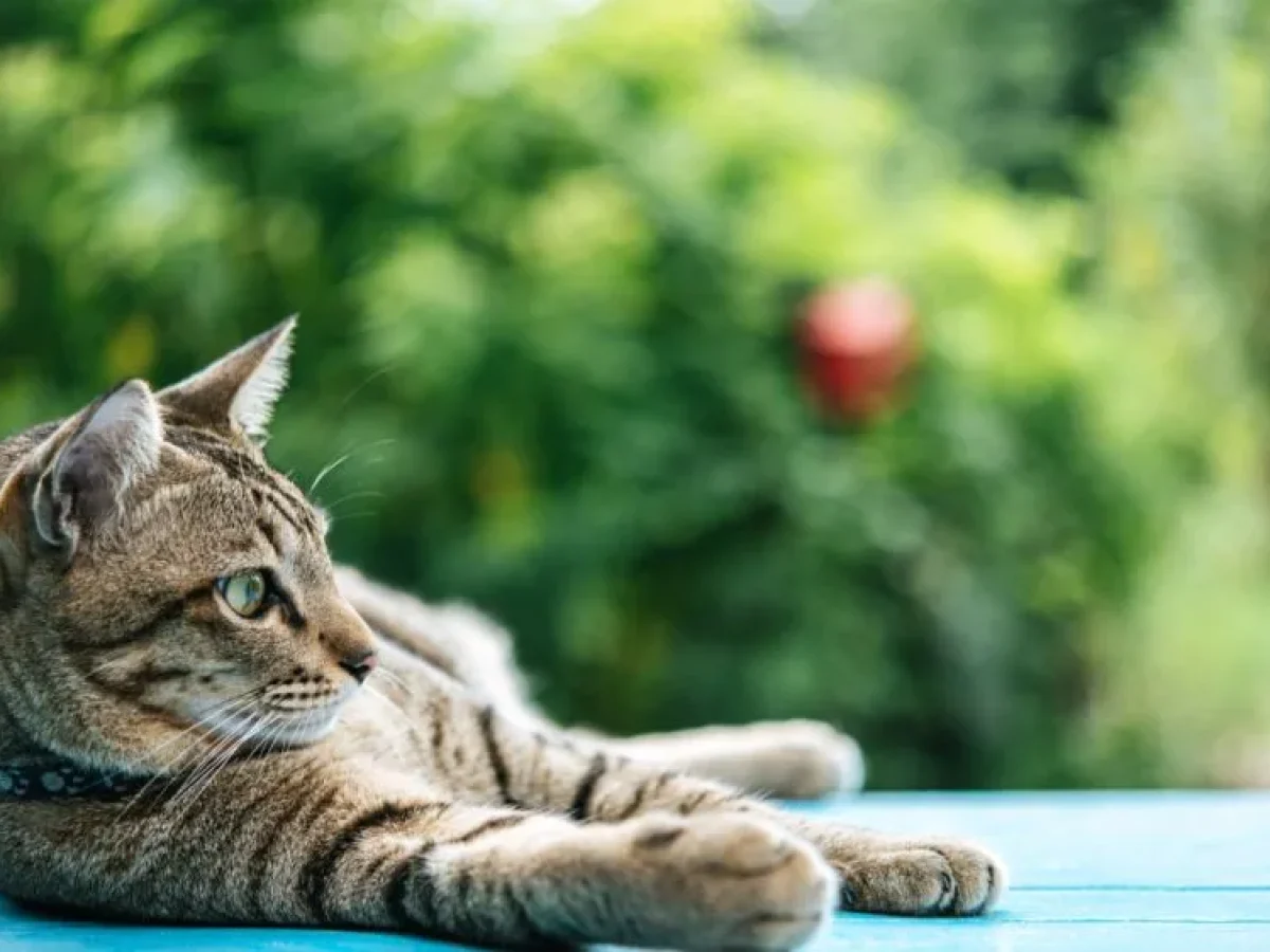 Ένταση για γάτα στη Θεσσαλονίκη: Ζευγάρι σε καβγά που κατέληξε σε σοβαρό τραυματισμό