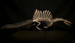 entiposiaki-anakalipsi-sti-sachara-Αpolithoma