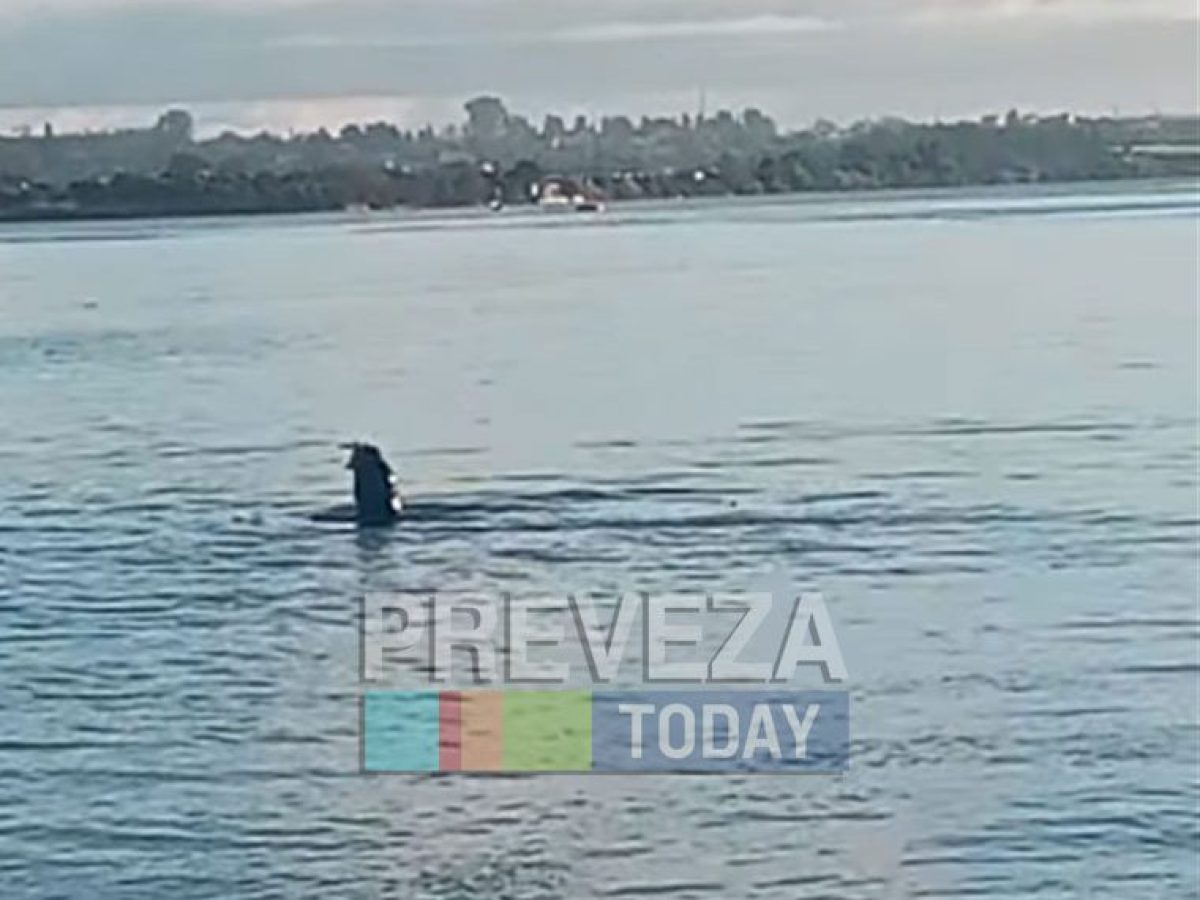 Επέστρεψε η φώκια στο λιμάνι της Πρέβεζας – Εντυπωσίασε η εμφάνιση της