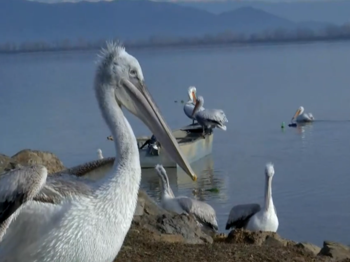Επέστρεψε στις Πρέσπες για τέταρτη χρονιά ο «Τέο» ο πελεκάνος