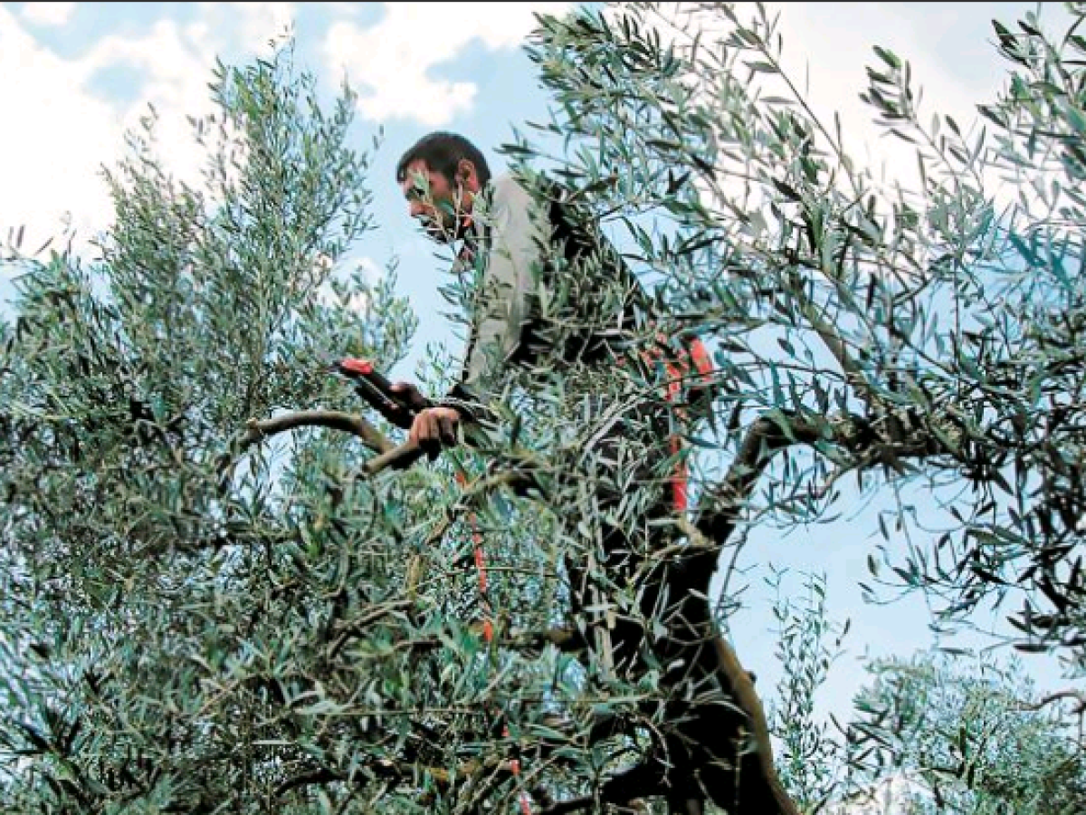Επιφυλακή για τις ελιές στην Κρήτη – Τι πρέπει να κάνουν οι παραγωγοί