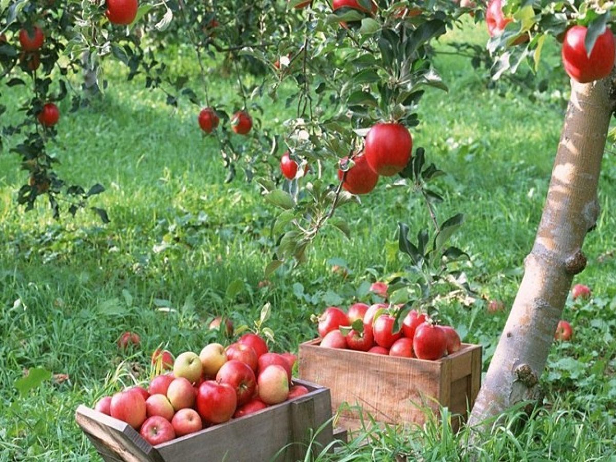 Επίκαιρη Ερώτηση Ψυχογιού για την καταβολή της ενίσχυσης στα μήλα από το 2023 και για όλες τις αποζημιώσεις του ΕΛΓΑ που οφείλονται στους πληγέντες παραγωγούς της Κορινθίας