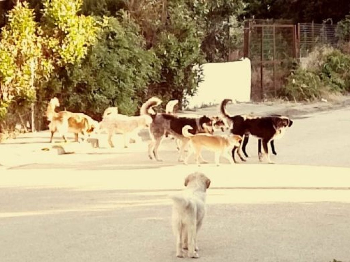 Επίθεση από αγέλη αδέσποτων σε ιερέα στην Παραβόλα – Έπεσε στο έδαφος και κινητοποιήθηκαν κάτοικοι