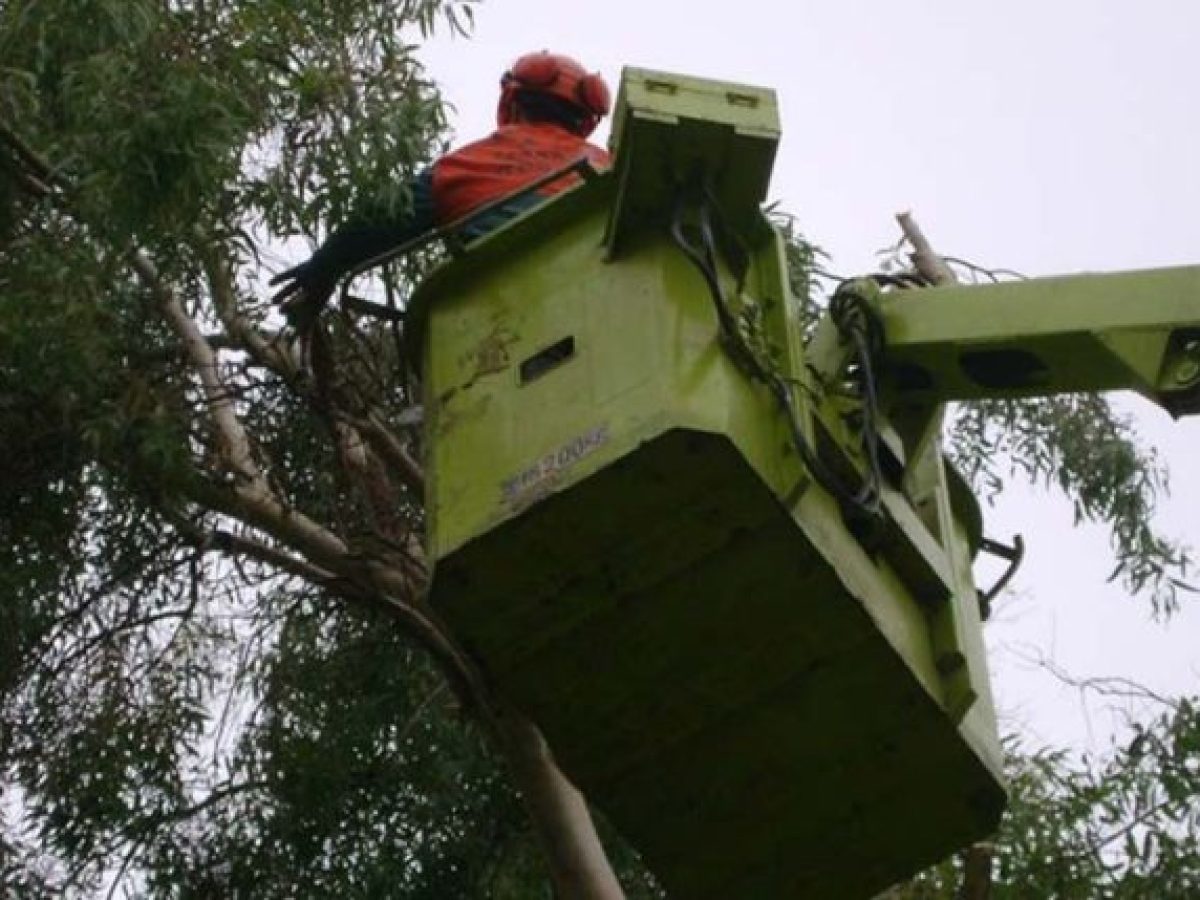 Εργασίες κλαδέματος από τον Δήμο Χανίων