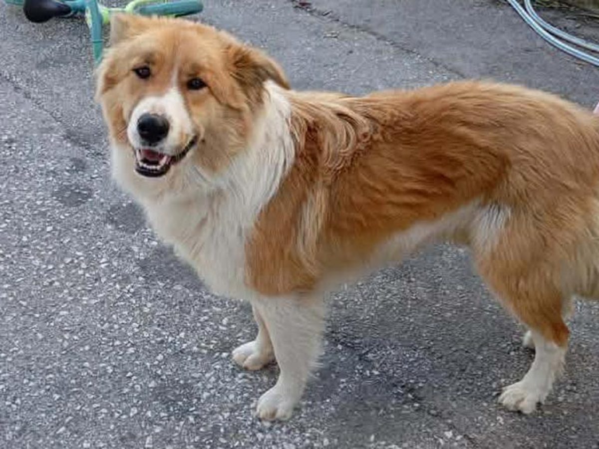 Εθεάθη σκύλος στην περιοχή του ΟΣΕ Καλαμπάκας