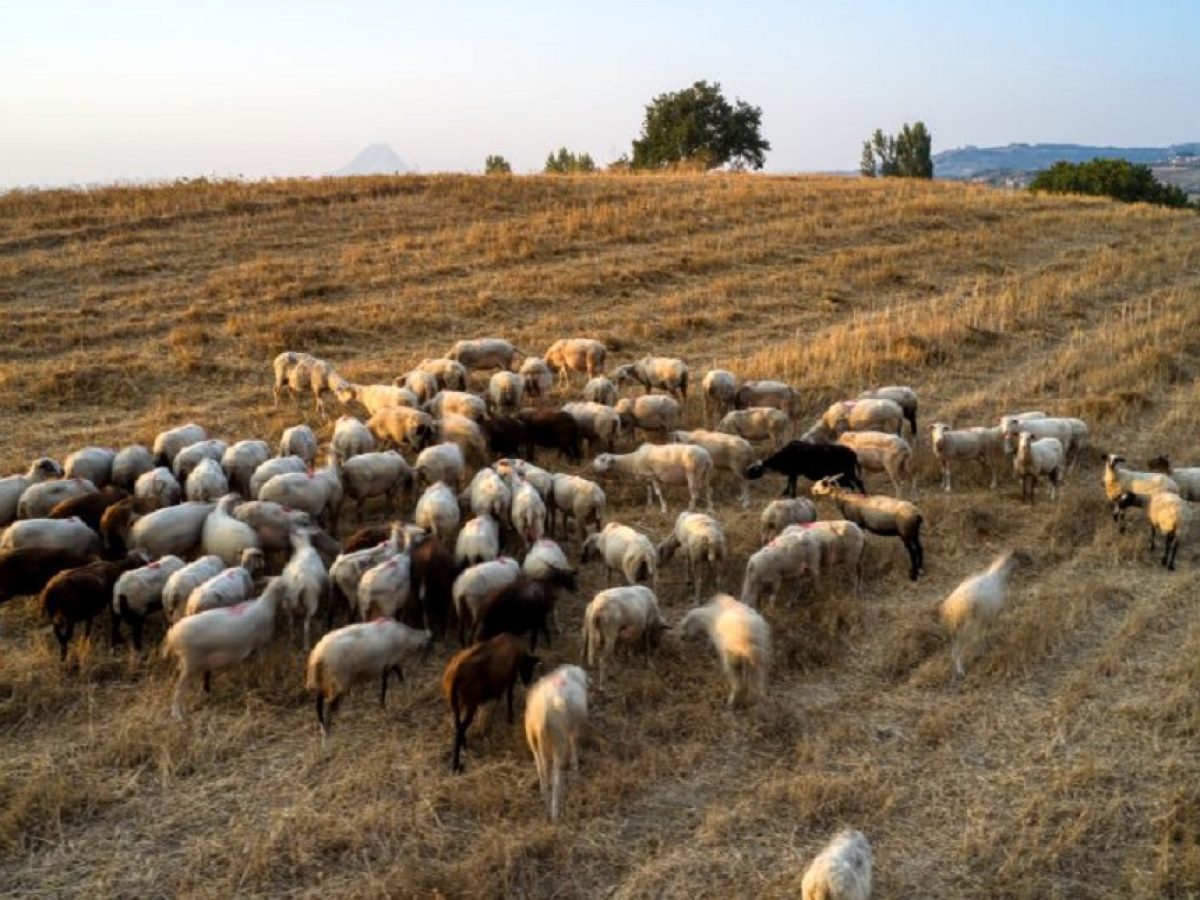 Ευλογιά αιγοπροβάτων: 476.839 θανατώσεις από τον Αύγουστο 2024 – Νέα περιστατικά σε 7 Περιφερειακές Ενότητες