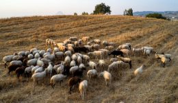 evlogia-egoprovaton-476.839-thanatosis-apo