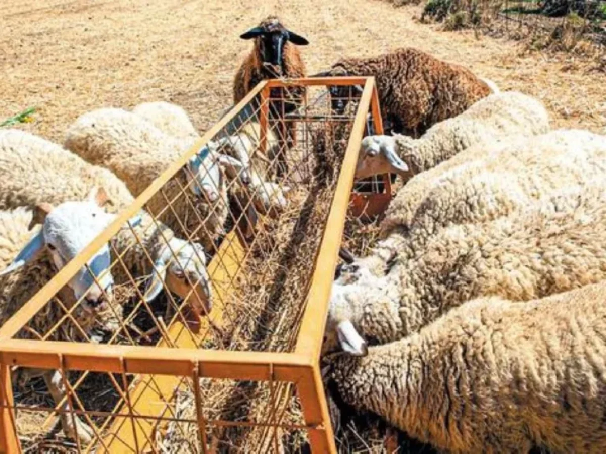 Ευλογιά προβάτων: Στη Δυτική Ελλάδα τα μισά νέα κρούσματα – Τρίτη πανελλαδικά η Αχαϊα με 196 κρούσματα