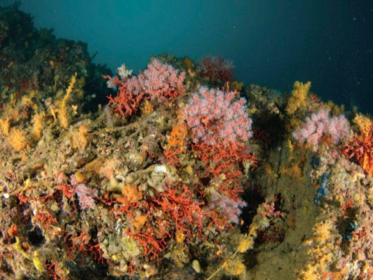 Εύβοια: Ο «κόκκινος χρυσός» του βυθού και η φωτιά που έφτασε μέχρι τα κοραλλένια δάση