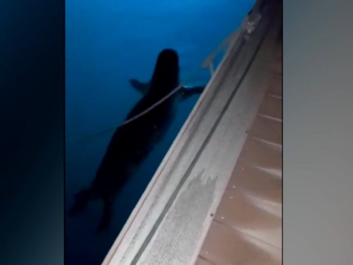 Φώκια εμφανίστηκε στο λιμάνι του Παραλίου Άστρους