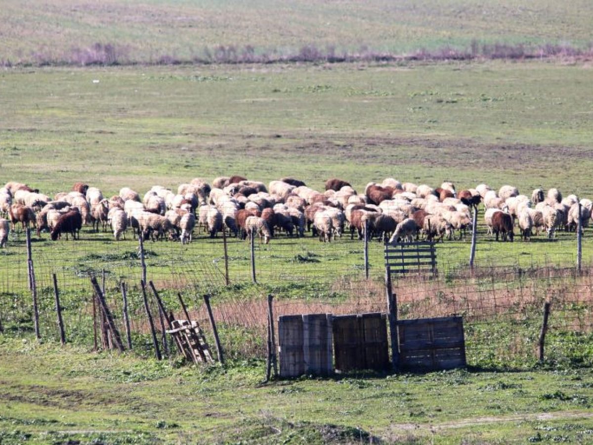 Φωτεινιάς για ευλογιά: Μία εβδομάδα χωρίς κρούσμα στην ΑΜΘ