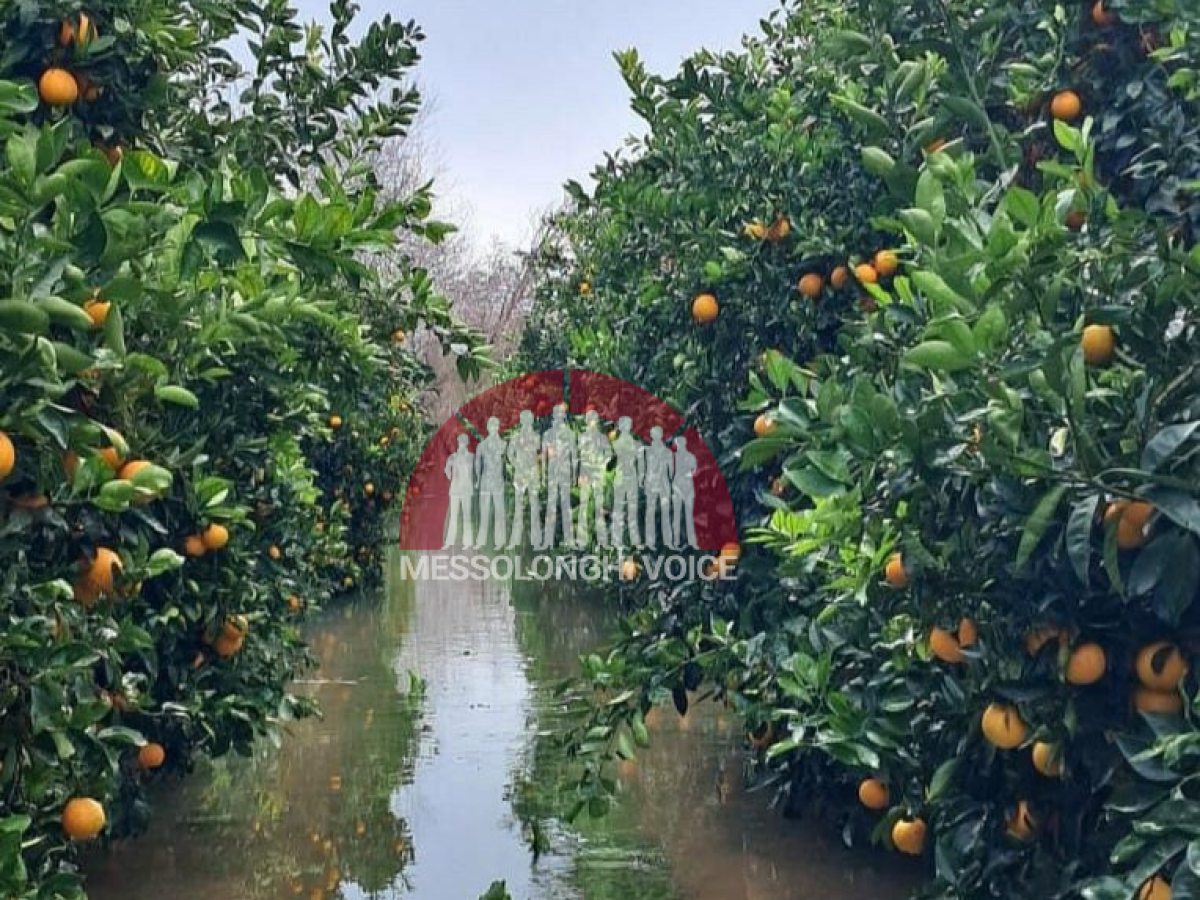 Φούσκωσε ο Αχελώος και πλημμύρισε καλλιέργειες εσπεριδοειδών (ΒΙΝΤΕΟ)