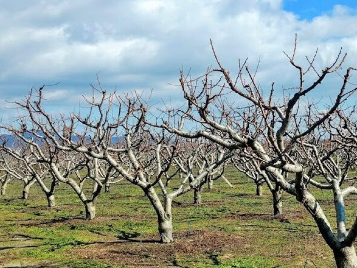 Φοβούνται την απότομη αύξηση των θερμοκρασιών οι δενδροκαλλιεργητές