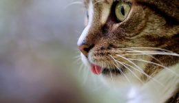 frikiastiko-peristatiko-patise-gata-me