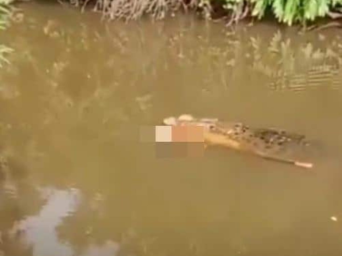Φρικτός θάνατος στην Ινδονησία – Κροκόδειλος κατασπάραξε γυναίκα ενώ έψαχνε για μύδια