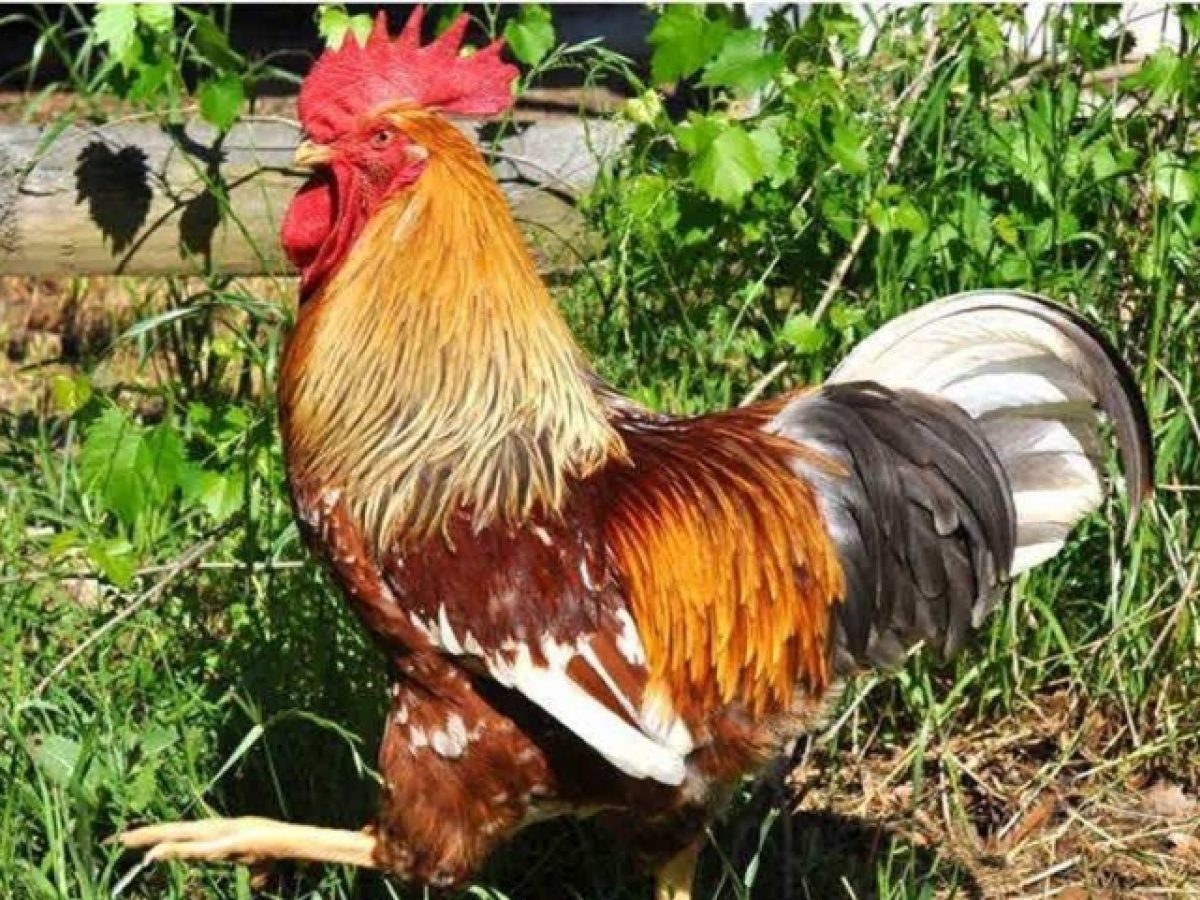 «Γε ένας κοκοτός»…