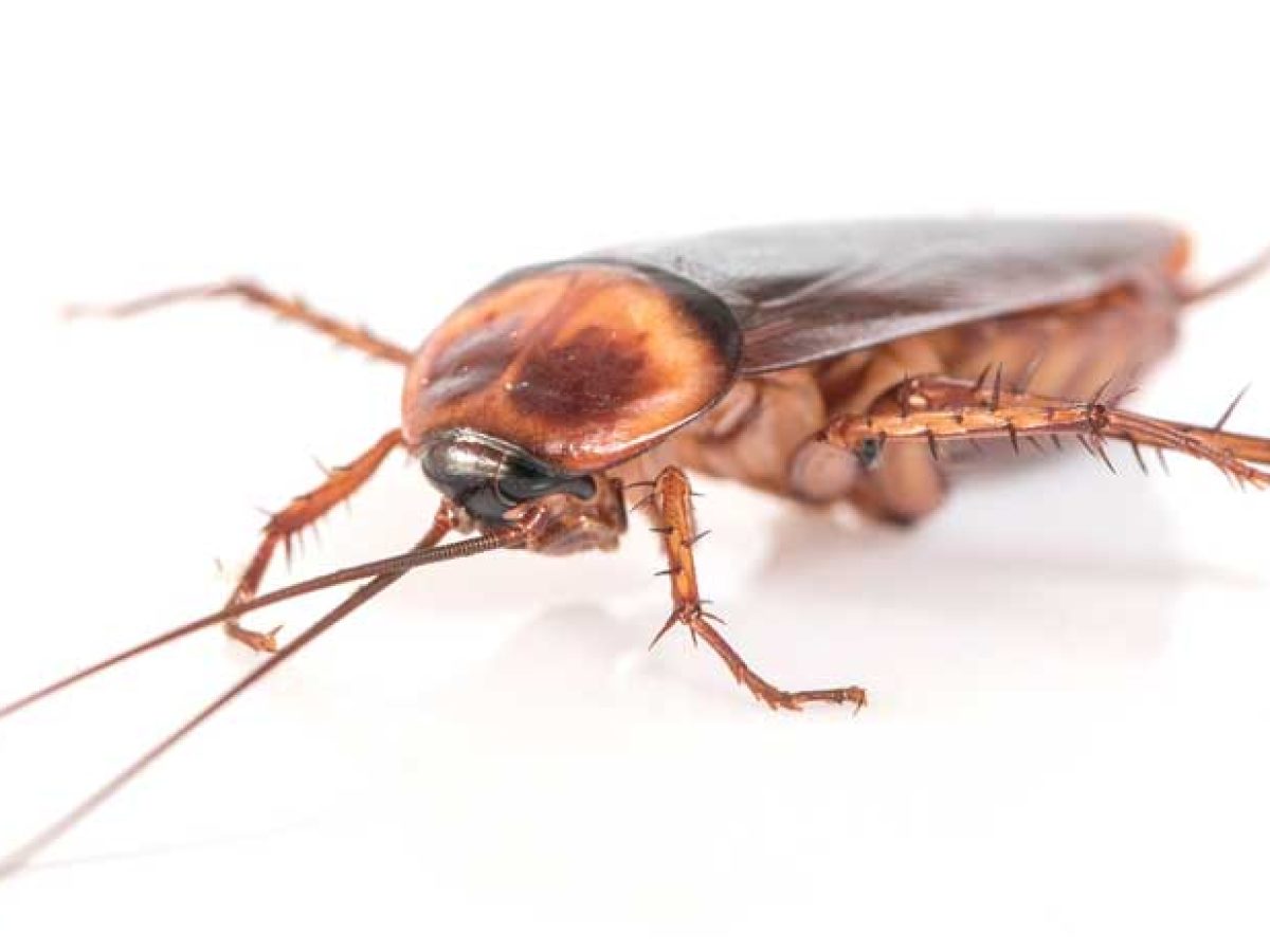 Γιατί έχω κατσαρίδα στο Μπάνιο και τι να κάνω