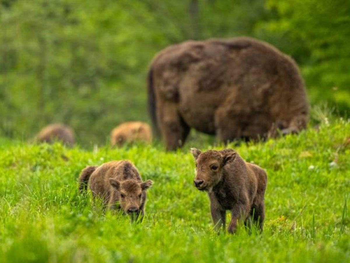 Η επιστροφή του ευρωπαϊκού βίσωνα στα Καρπάθια και τα απίστευτα οφέλη για το περιβάλλον