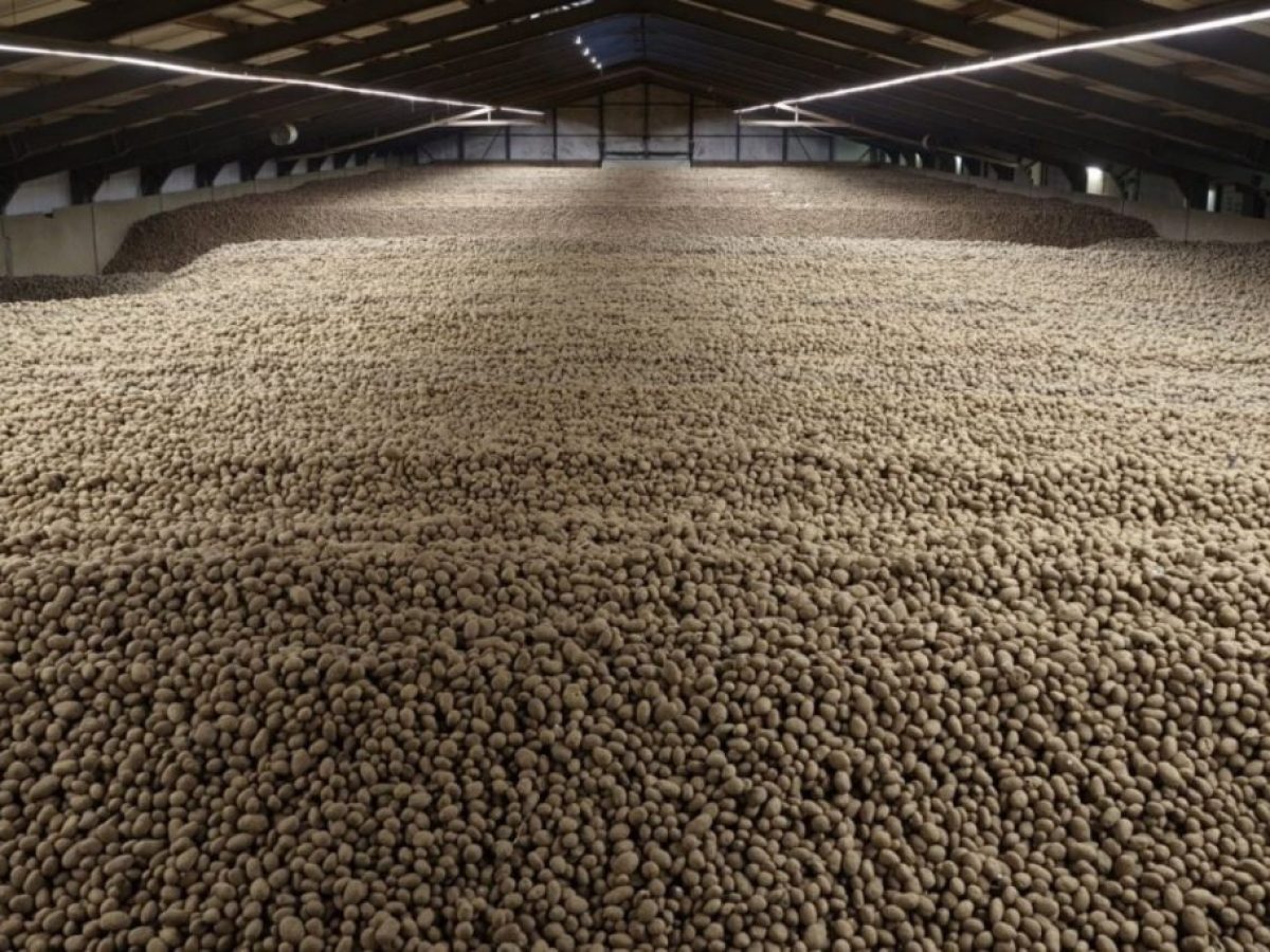 Η πόλη που γέμισε πατάτες: Το απίθανο ρεκόρ που έφερε δωρεάν διανομή