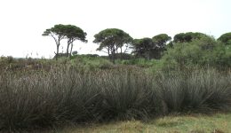 ikip&Alpha;-na-chtipisoume-tin-lathroilotomia-5