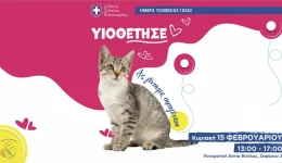 imera-iiothesias-gatas-sti-voula-1