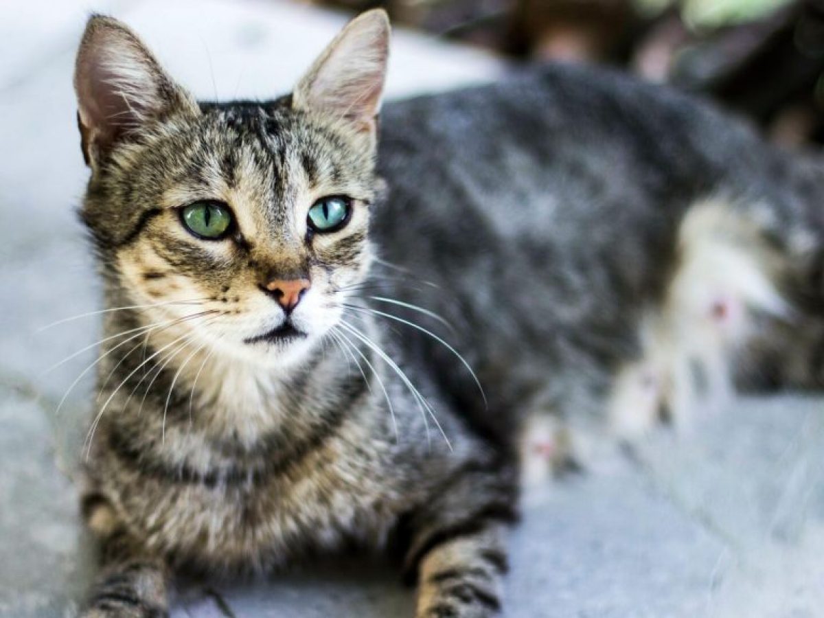 Ημέρα υιοθεσίας γάτας στη Βούλα