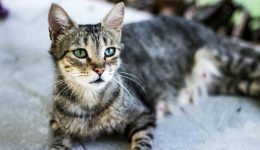 imera-iiothesias-gatas-sti-voula
