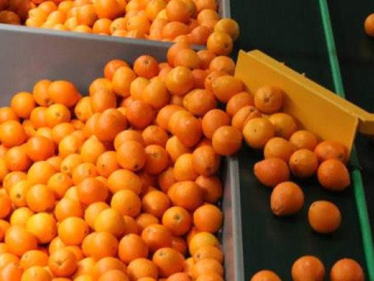 Εισαγωγές εσπεριδοειδών από την Αίγυπτο με απαγορευμένες δραστικές ουσίες – Ερώτηση στη Βουλή του Α. Πουλά