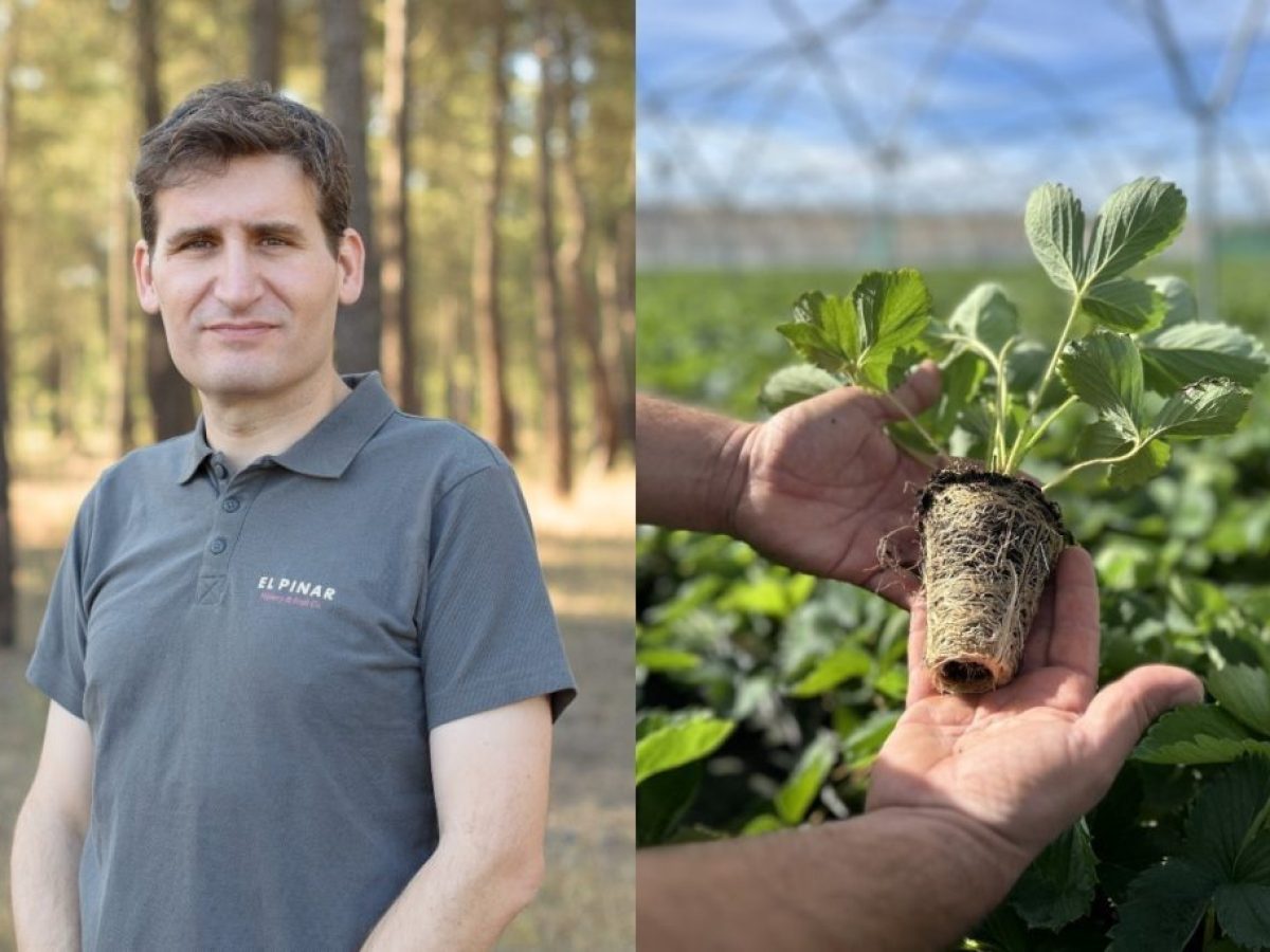 Ισπανική απόβαση στην Ηλεία: H αγορά φράουλας έφερε έναν ξένο κολοσσό