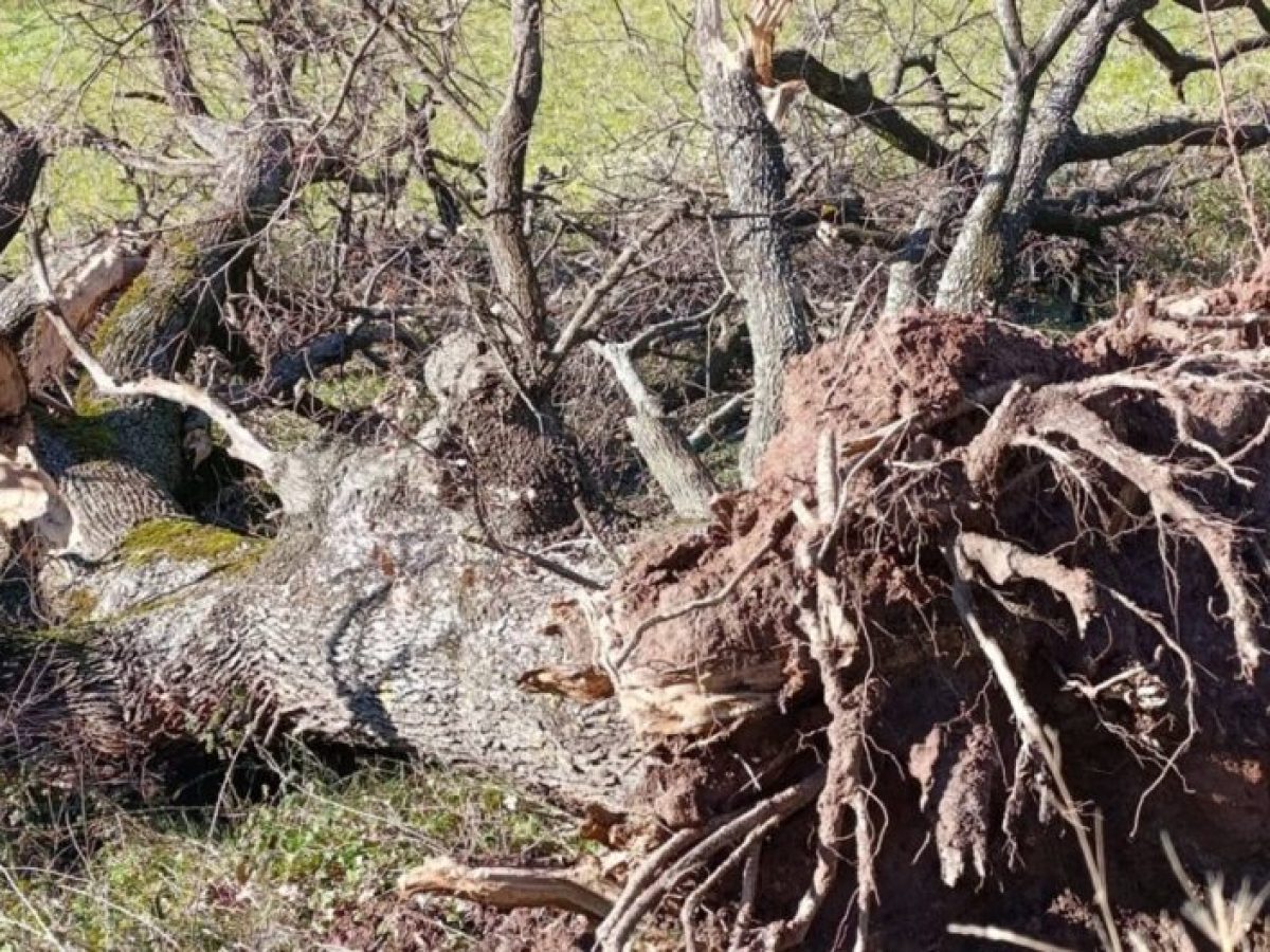 Κακοκαιρία στο Θέρμο: Κεραυνός ξερίζωσε ένα τεράστιο δέντρο μερικά μέτρα απ’ τα σπίτια
