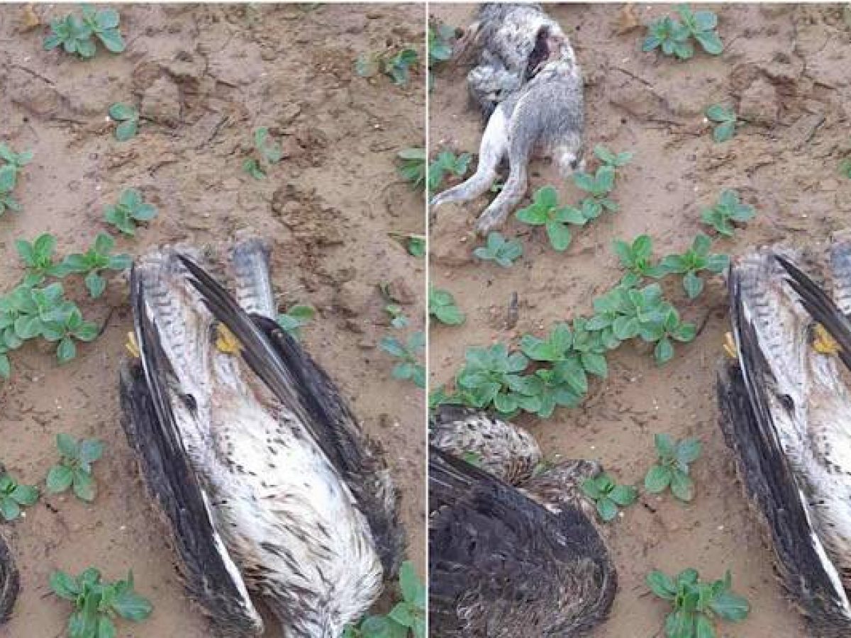 Καταγγελία του Γερακάρη Σταύρου Αθανασίου για δηλητηριασμένα ζώα στη Λήμνο | Νεκρό αρπακτικό δίπλα σε κουνέλι