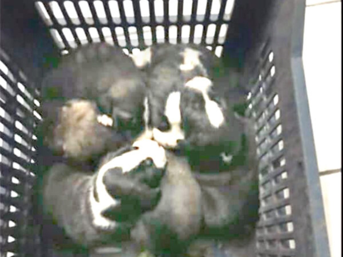 Καταγγελίες για εγκατάλειψη αδέσποτων από άλλες περιοχές στη Λιβαδειά