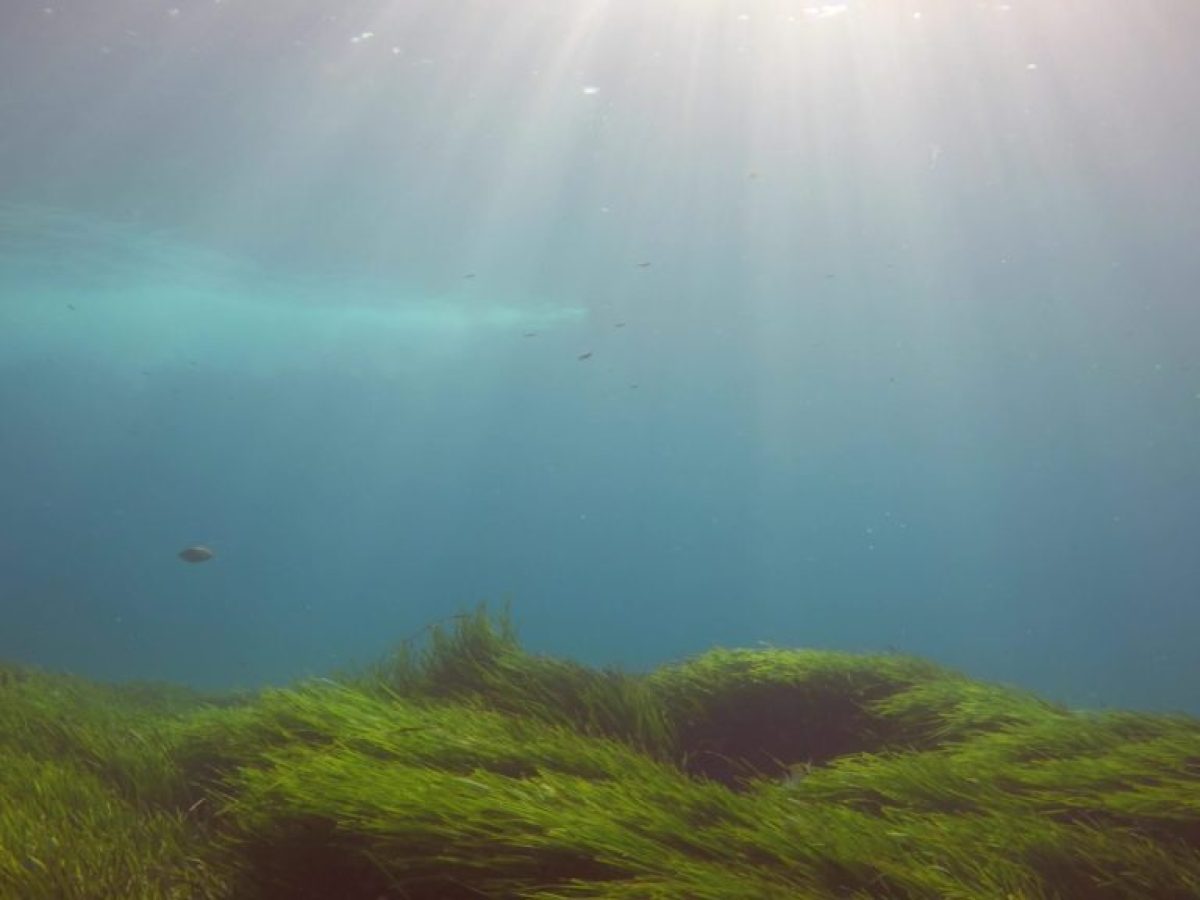 Καταγγέλουν περιβαλλοντικό «έγκλημα» στην Παχιά Άμμο: Στο χείλος του αφανισμού τα λιβάδια Ποσειδωνίας;