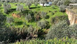kenourgio-&Alpha;griniou-nees-erevnes-gia