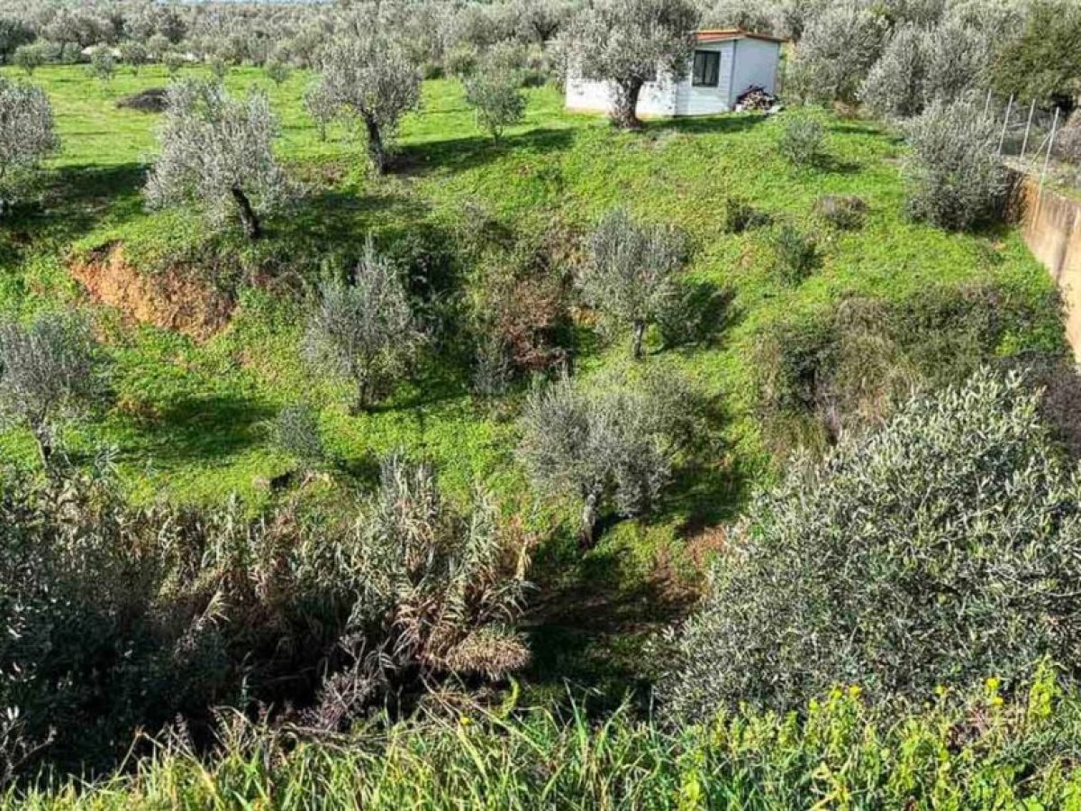 Καινούργιο Αγρινίου: Νέες έρευνες για την 80χρονη Ευφροσύνη Καψάλη – Ζητείται συνδρομή κυνηγών