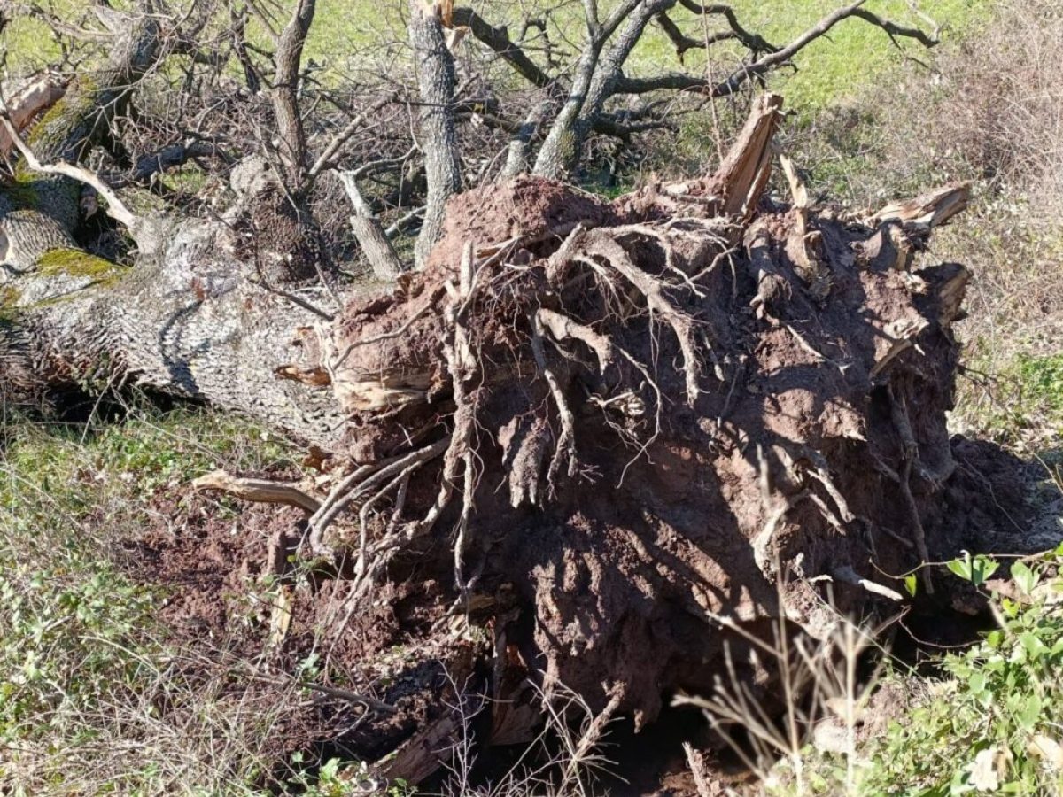 Κεραυνός ξερίζωσε τεράστιο δέντρο στο Θέρμο λίγα μέτρα από τα σπίτια