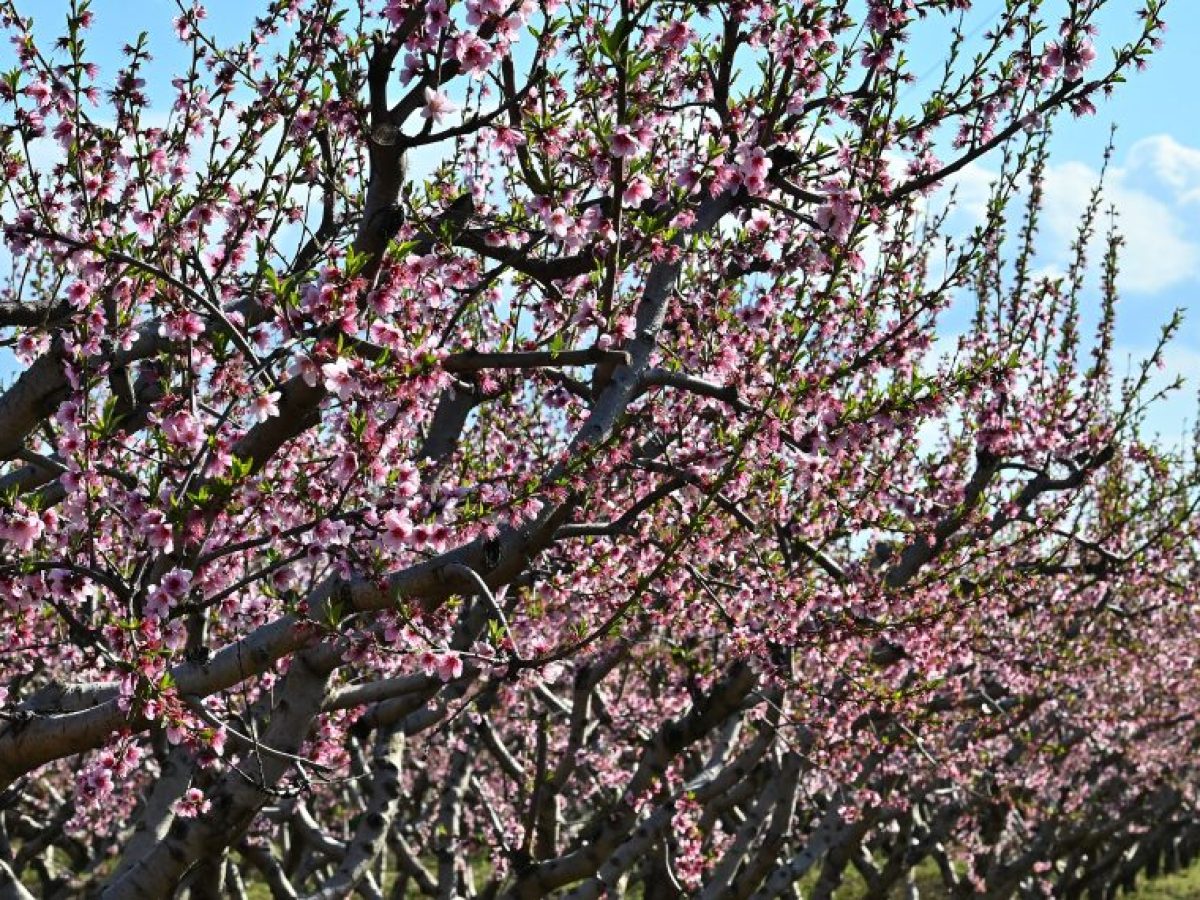 Καιρός: «Αντικυκλώνας εδραιώνει για τα καλά την Άνοιξη», πρόγνωση Τσατραφύλλια