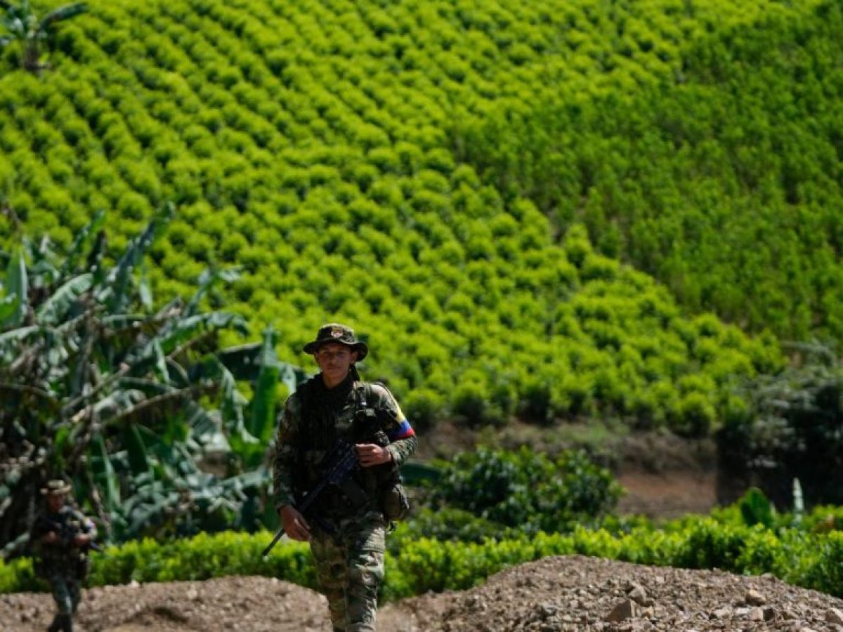 Κολομβία: Ξανάρχισαν οι ψεκασμοί με γλυφοσάτη για την καταστροφή καλλιεργειών κοκαΐνης