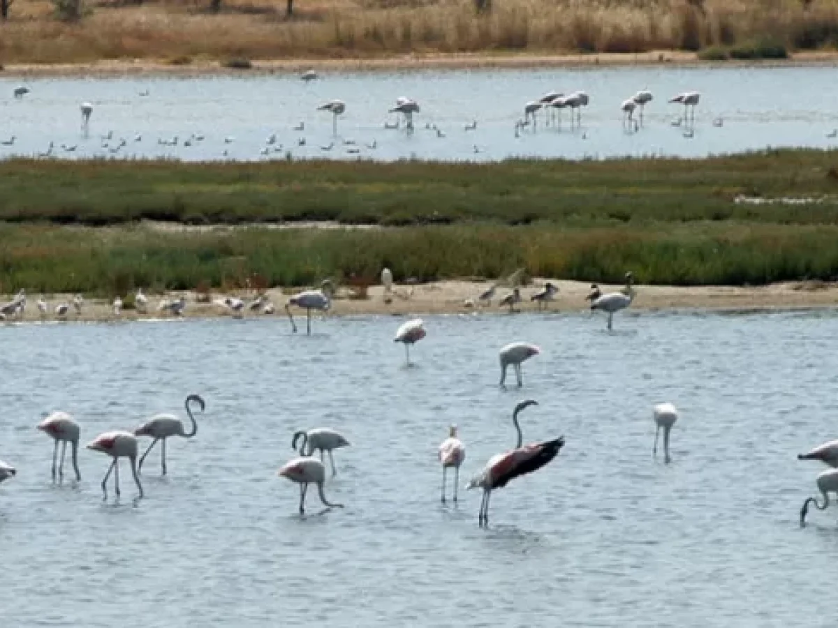 Κομοτηνή: Ημερίδα  της Αποκεντρωμένης Διοίκησης Μακεδονίας- Θράκης με θέμα  “Διαχειριστικό Σχέδιο Υδάτων Λίμνης Βιστωνίδας”