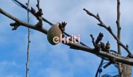 kriti-i-fisi…-trelathike-Αnthizoun-1
