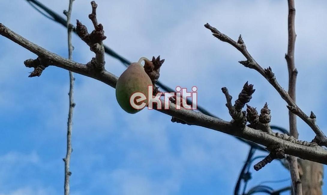 kriti-i-fisi…-trelathike-Αnthizoun-1