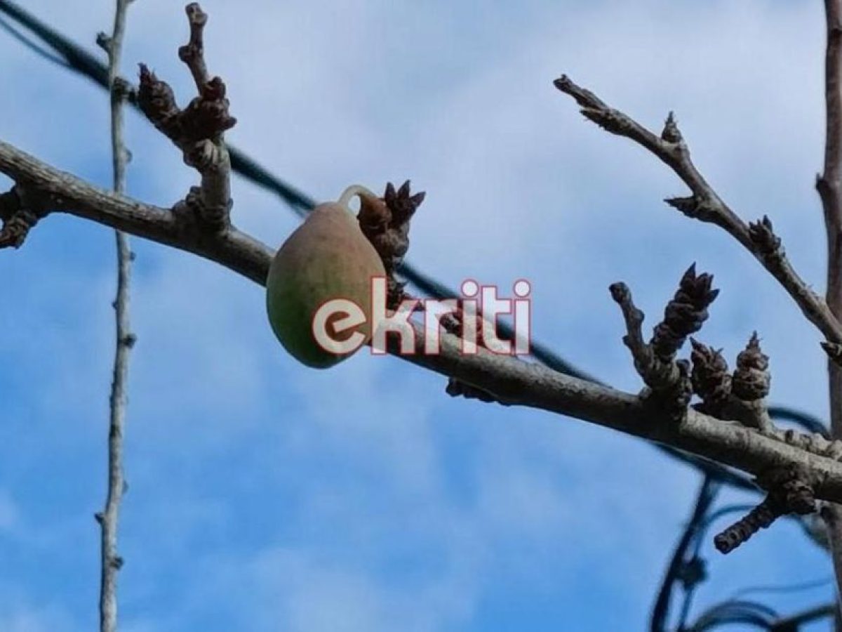 Κρήτη: Η φύση… τρελάθηκε! Ανθίζουν ελιές – Δαμασκηνιές καρποφορούν χωρίς φύλλα (εικόνες)