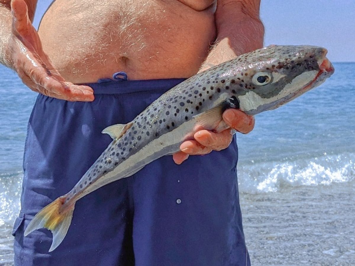 Κρήτη: Ώρα υπογραφών για το λαγόψαρο – Στην Αθήνα οι αλιείς για την αποζημίωση