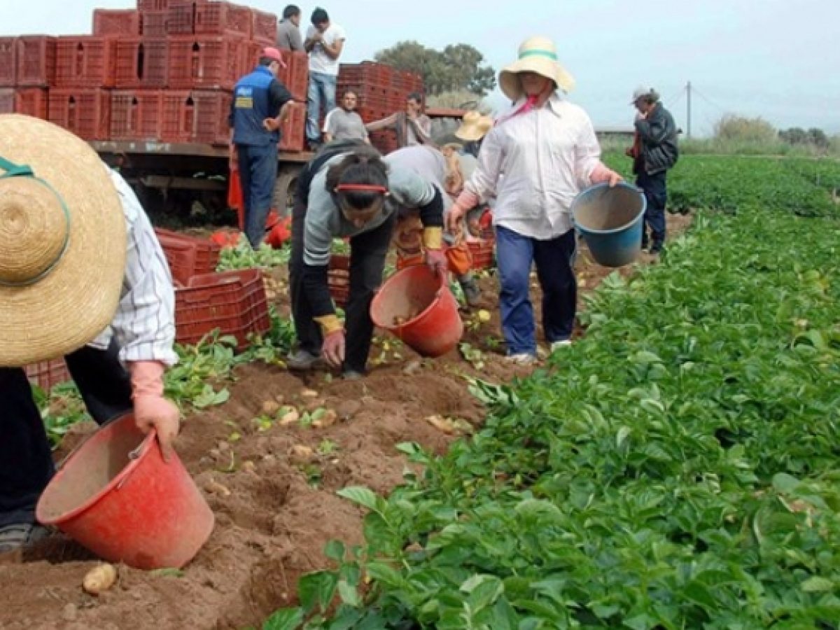 Κρήτη: Ψάχνουν και δεν βρίσκουν εργάτες γης – Η «win-win» συμφωνία με την Αίγυπτο