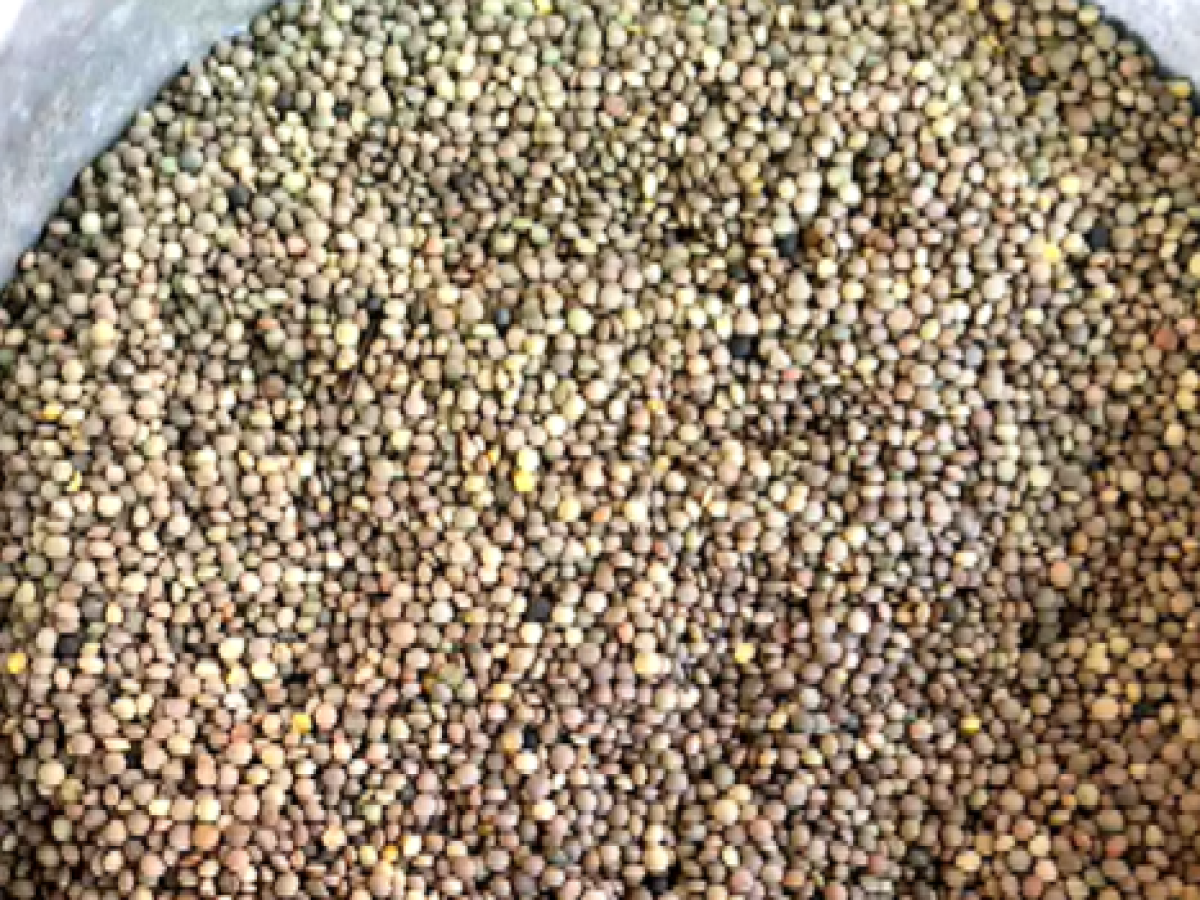 Λευκάδα: Φακές Εγκλουβής- Φημίζονται για τη νοστιμιά, το άρωμα και το γρήγορο βράσιμο