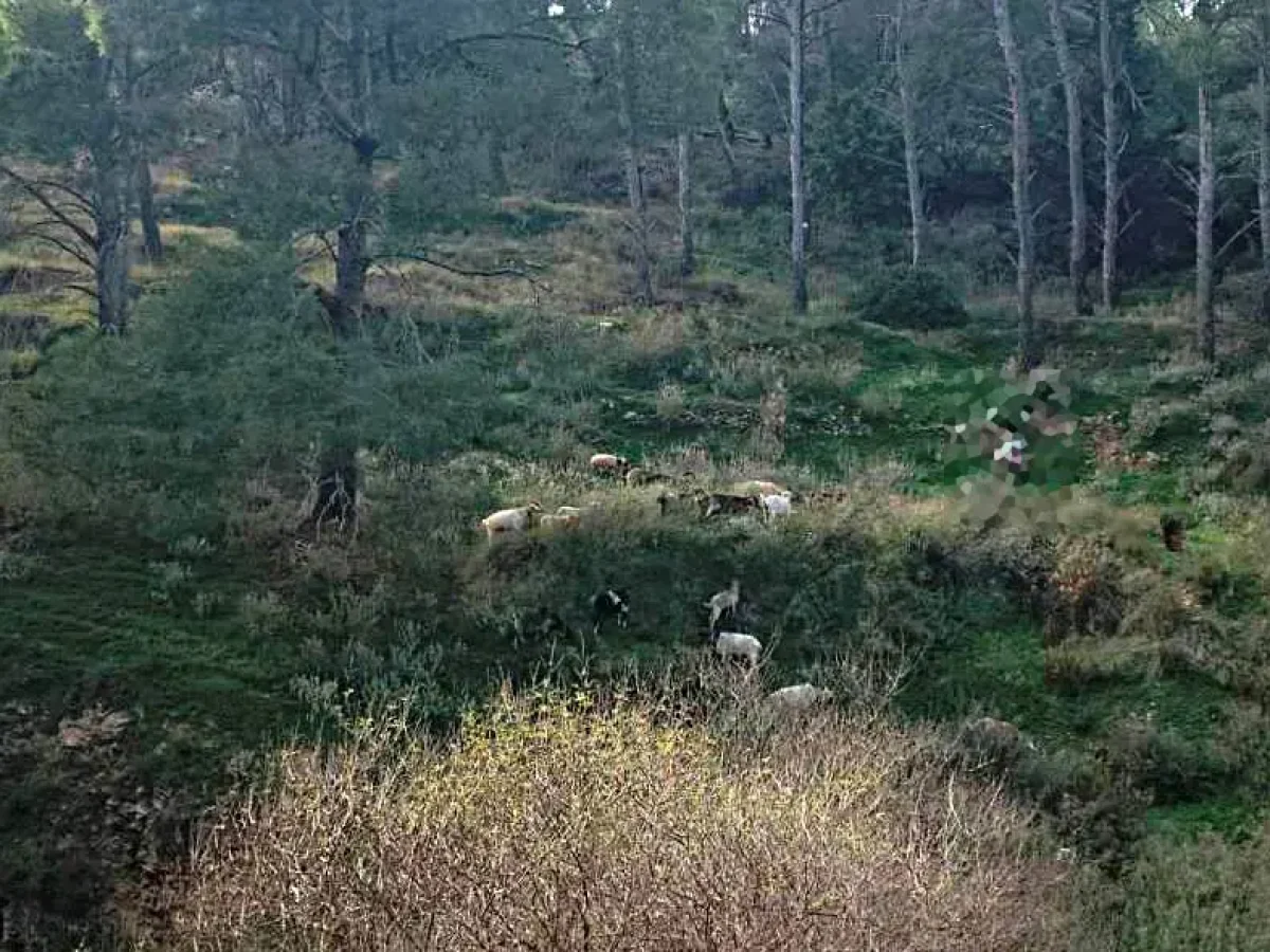 Λέρος: Καταγγελία στην Εισαγγελία από κατοίκους για υπόθεση παράνομης βόσκησης