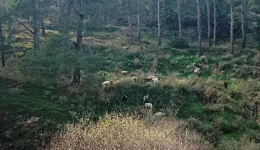 leros-katangelia-stin-isangelia-apo