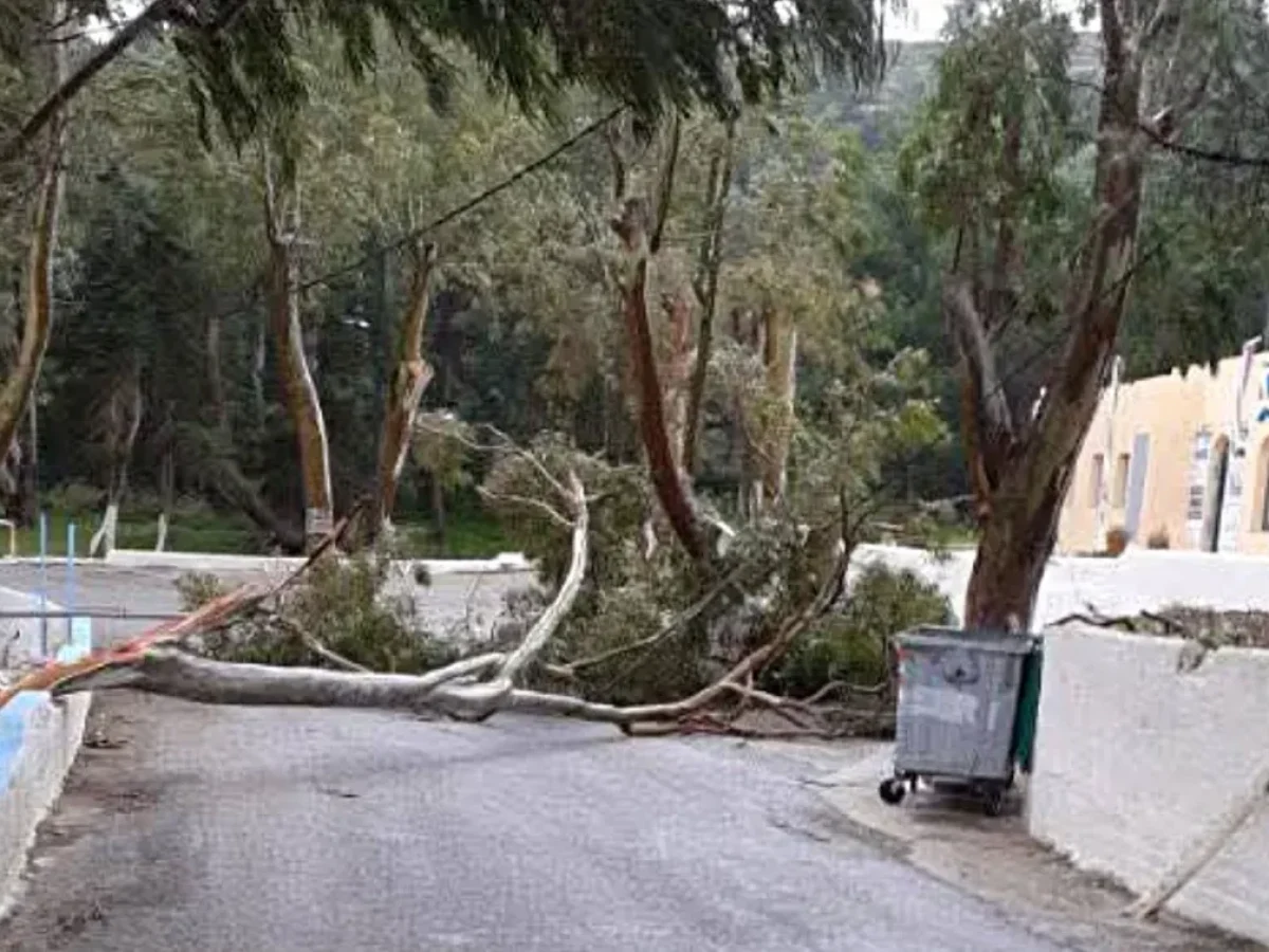 Λέρος: Πτώση μεγάλου κλαδιού στην περιοχή Κουλούκι – Άμεση επέμβαση του Δήμου